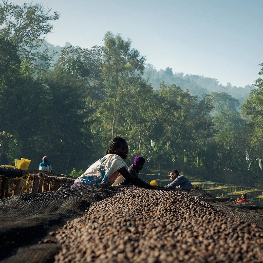 Ayla Bombe 7-Day Anaerobic - Sidamo