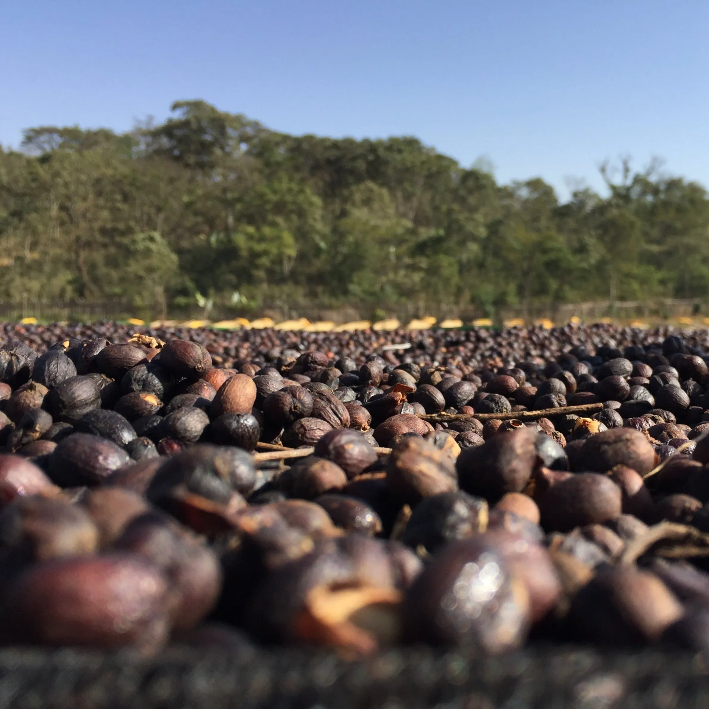 Ayla Bombe 7-Day Anaerobic - Sidamo